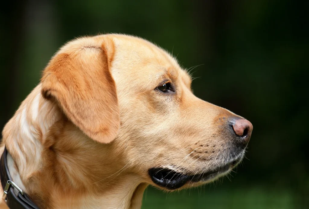 article-rôle-chien